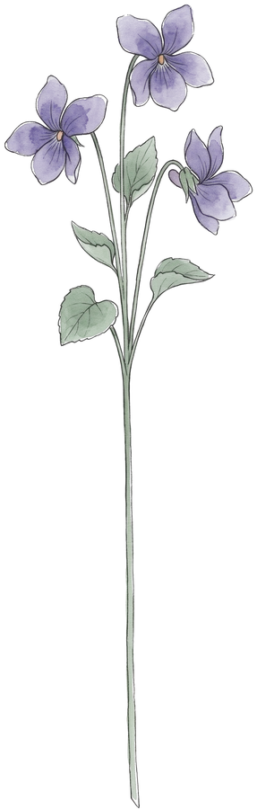 Veilchen – Geburtsblume Februar