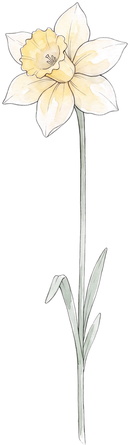 Narzisse – Geburtsblume März