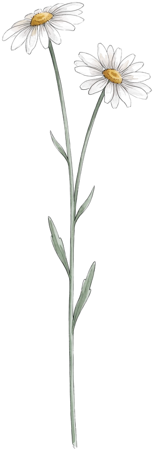 Gänseblümchen – Geburtsblume April