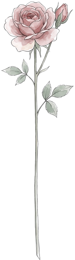 Rose – Geburtsblume Juni