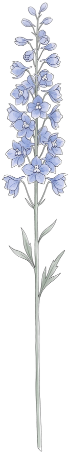 Rittersporn – Geburtsblume Juli