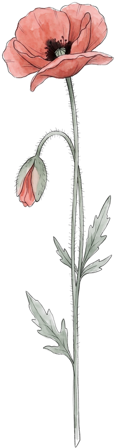 Mohn – Geburtsblume August
