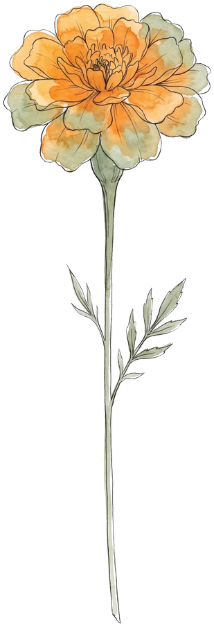 Ringelblume – Geburtsblume Oktober