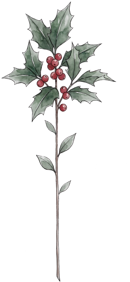Stechpalme – Geburtsblume Dezember